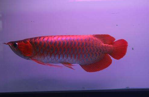 龙鱼到家过水步骤以及注意事项