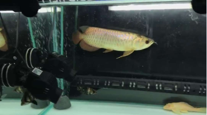 龙鱼到家过水步骤以及注意事项