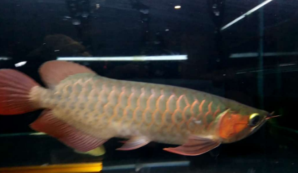 红龙鱼发色灯光很重要 诱色期用白灯