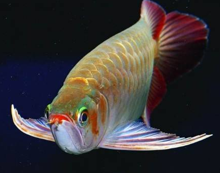 绿皮辣椒红龙 红龙中的佼佼者