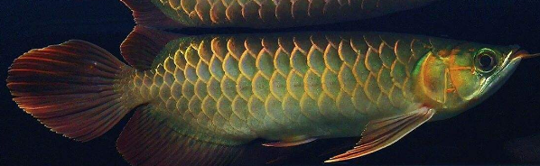 绿皮辣椒红龙 红龙中的佼佼者