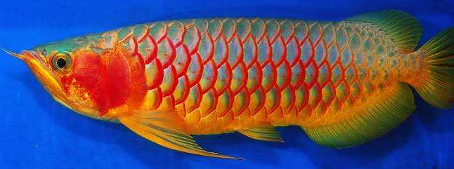 绿皮辣椒红龙 红龙中的佼佼者