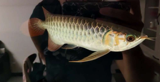 血墨红龙入缸反馈 无灯拍摄红龙发色更清楚