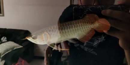 血墨红龙入缸反馈 无灯拍摄红龙发色更清楚