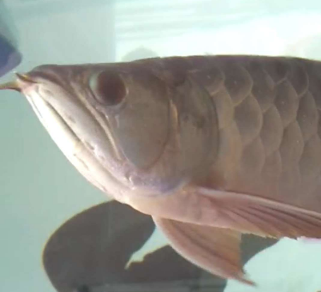 1.png 龙鱼常见病之一~~龙鱼立鳞病症状及治疗方法