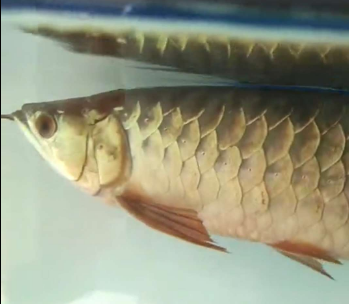 2.png 龙鱼常见病之一~~龙鱼立鳞病症状及治疗方法